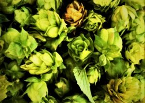 Fresh Cashmere Hops